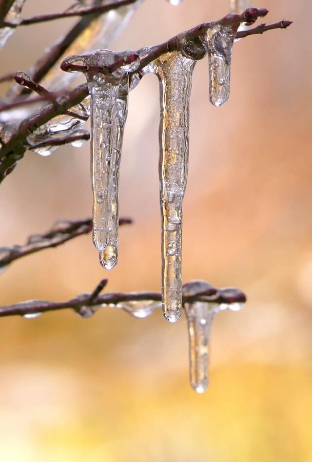 Ice on a tree melting